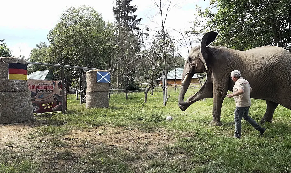 Bubi The Elephant Predicts Germany To Win Euro 2024 Opener Against Scotland