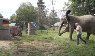 Bubi The Elephant Predicts Germany To Win Euro 2024 Opener Against Scotland