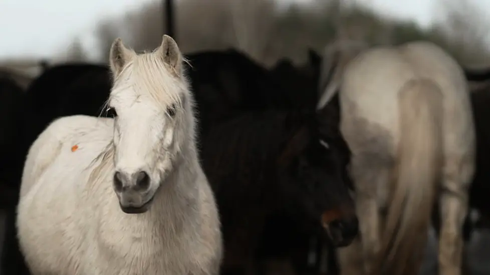 Officials Shut Down Abattoir At Centre Of Horse Abuse Claims