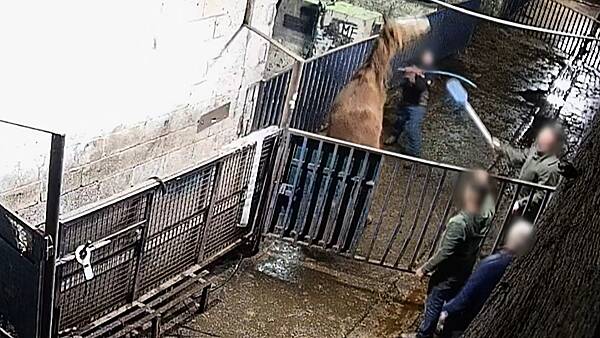 Major protest planned outside factory over ‘abhorrent’ horse abuse footage