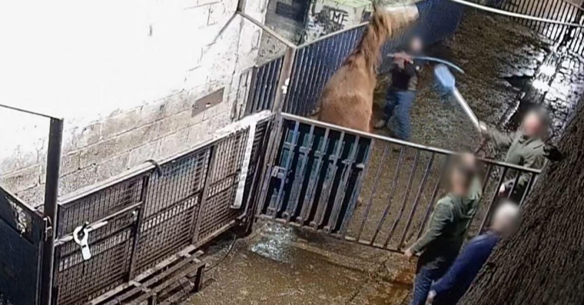 Голям протест, планиран пред фабриката заради „отвратителни“ кадри от малтретиране на коне