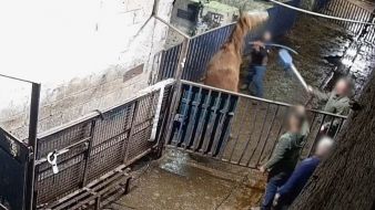 Major Protest Planned Outside Factory Over 'Abhorrent' Horse Abuse Footage