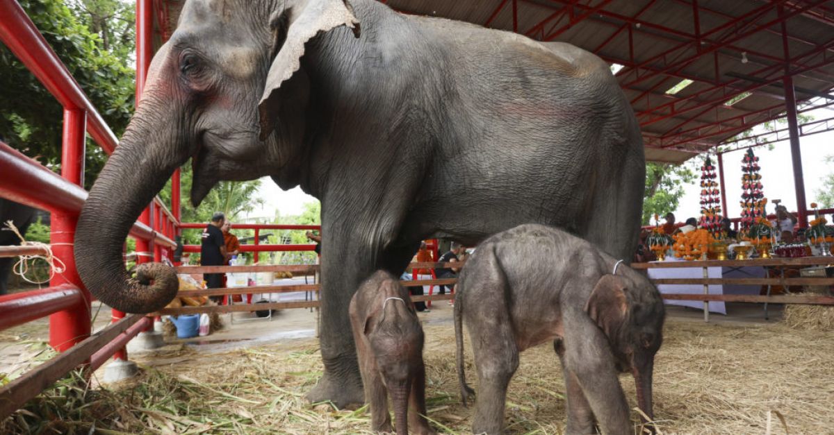 Редки слонове близнаци в Тайланд получават благословиите на монасите