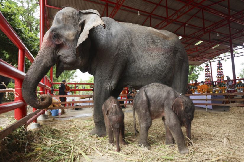 Rare Twin Elephants In Thailand Receive Monks’ Blessings