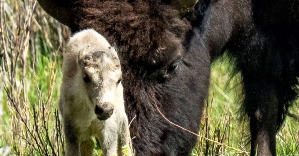 Съобщеното за раждане на рядък бял бивол в Национален парк
