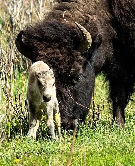 Reported Birth Of Rare White Buffalo Calf ‘Fulfils Tribal Prophecy’