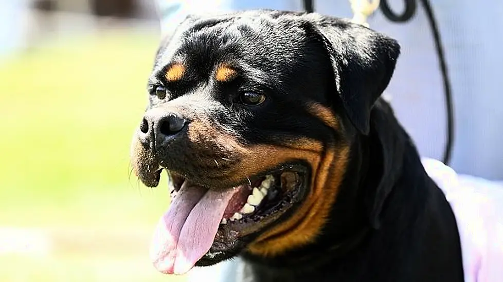 Man Rushed To Hospital After Being Attacked By Dog While Out Running In Co Donegal