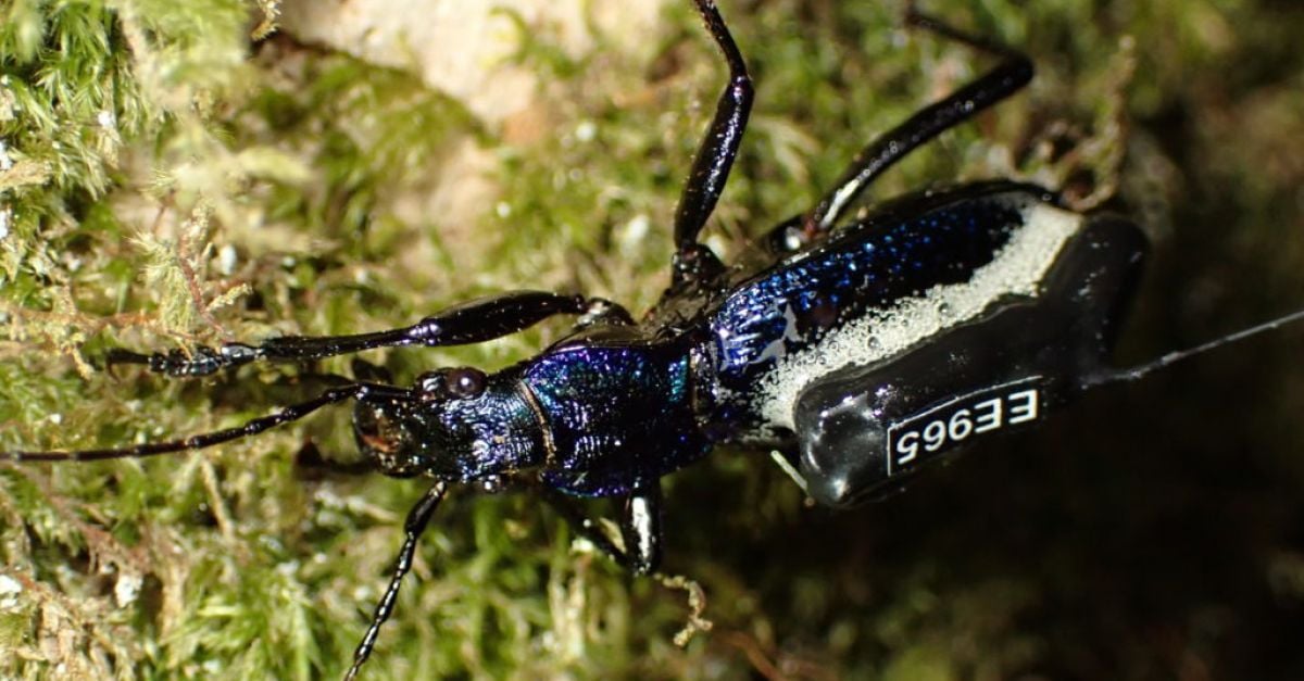 Учените поставиха мини раници на редки бръмбари открити във фрагменти