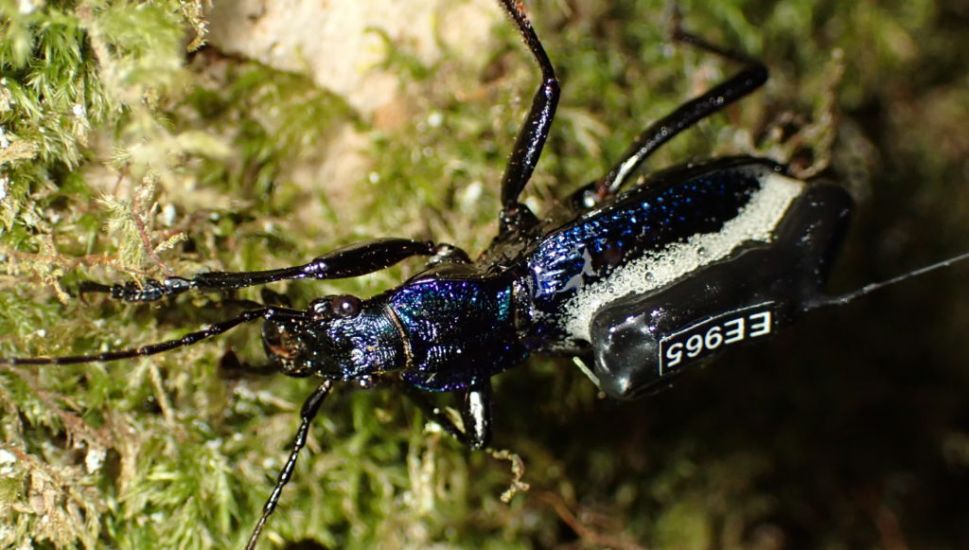 Scientists Put ‘Mini Backpacks’ On One Of Uk’s Rarest Beetles To Study Movements