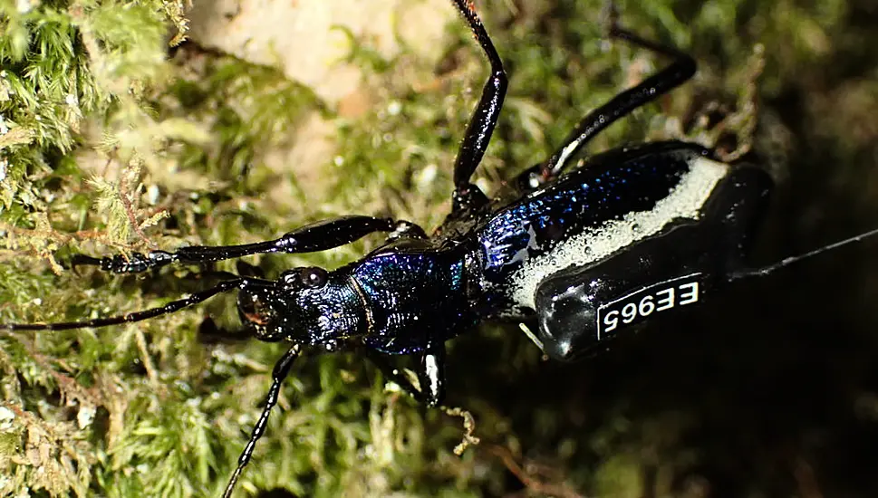 Scientists Put ‘Mini Backpacks’ On One Of Uk’s Rarest Beetles To Study Movements