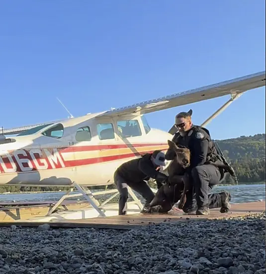 Moose Calf Trapped In Lake Rescued As Worried Mother Watches