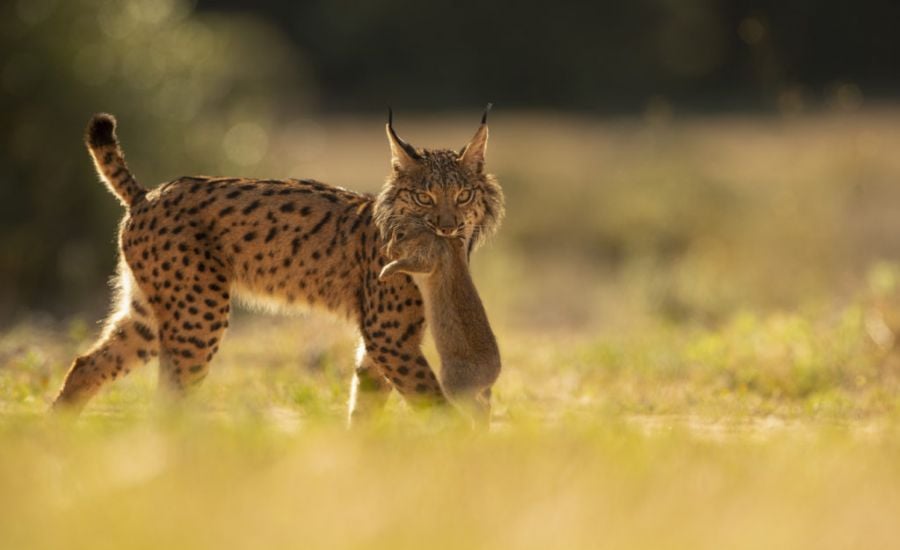 Iberian Lynx Back From Brink Of Extinction