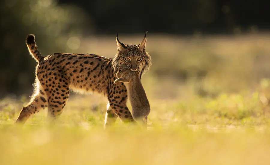 Iberian Lynx Back From Brink Of Extinction