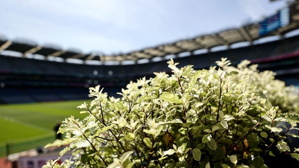 Sunday sport: Tailteann Cup semi-finals, Cork and Louth battle for quarter-final spot