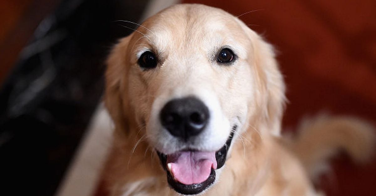 Girl allegedly attacked by golden retriever dog settles claim for €115,000 | BreakingNews.ie