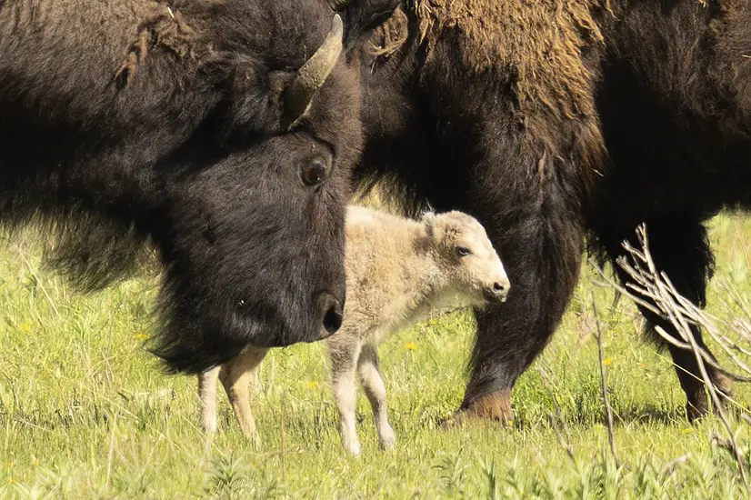 Native American Ceremony Celebrates Birth Of White Buffalo Calf In Yellowstone