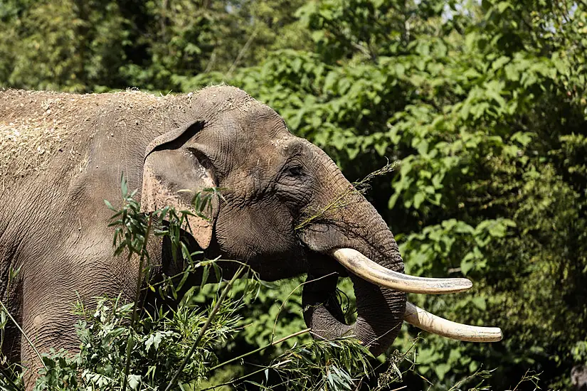 Dublin Zoo Spends Up To €150,000 In Bid To Save Asian Elephants From Eehv Outbreak