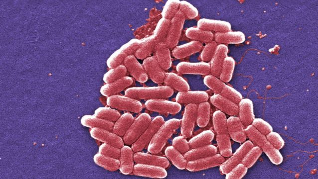 One Person Dies Linked To E.coli Outbreak ‘Spread By Lettuce’