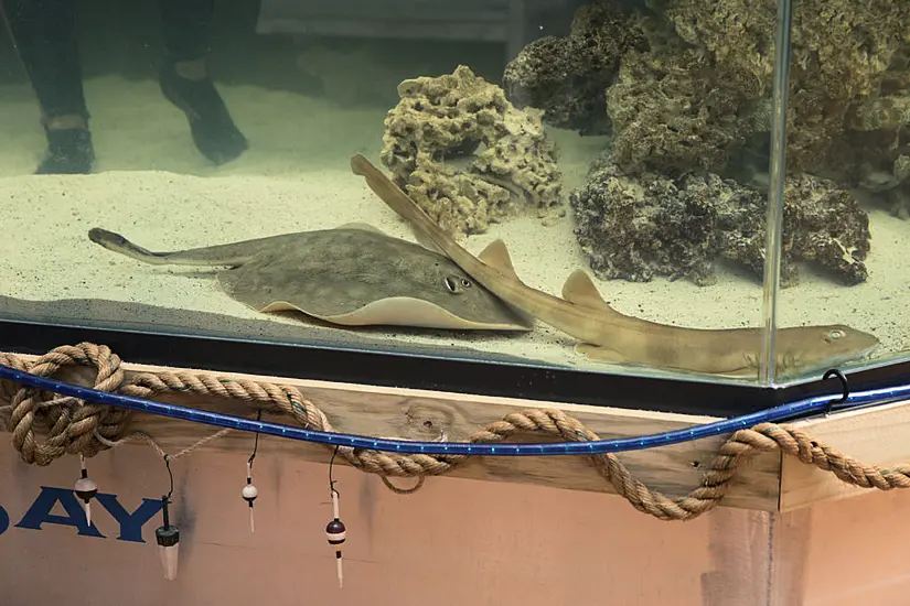 Stingray That Got Pregnant Despite No Male Companion Has Died, Aquarium Says