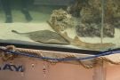 Stingray That Got Pregnant Despite No Male Companion Has Died, Aquarium Says
