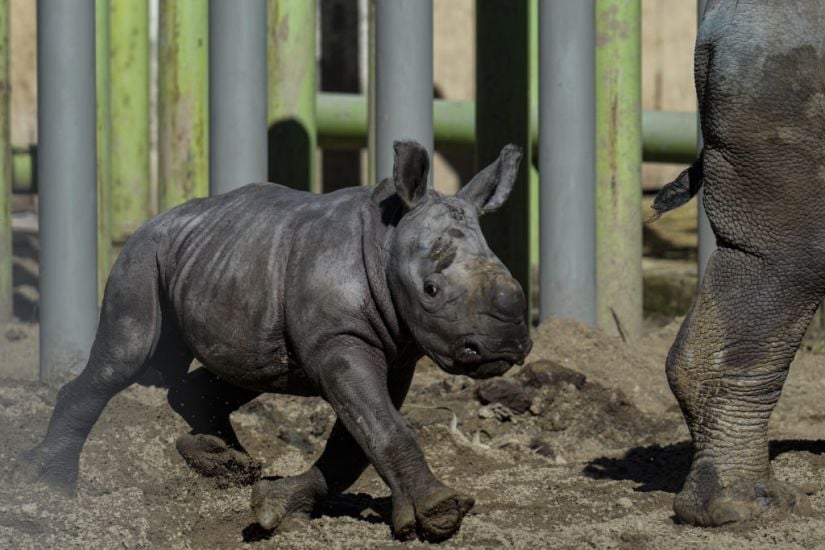 Newborn White Rhino Silverio Takes His First Steps In Chilean Zoo