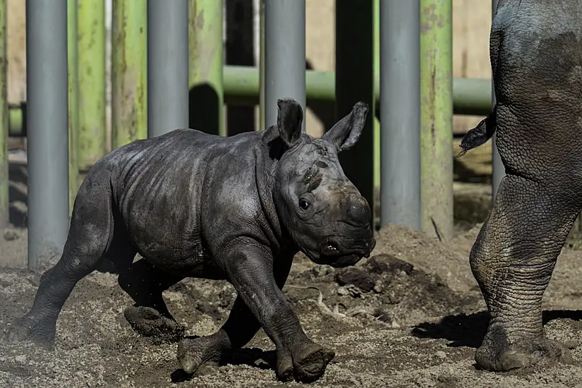 Newborn White Rhino Silverio Takes His First Steps In Chilean Zoo