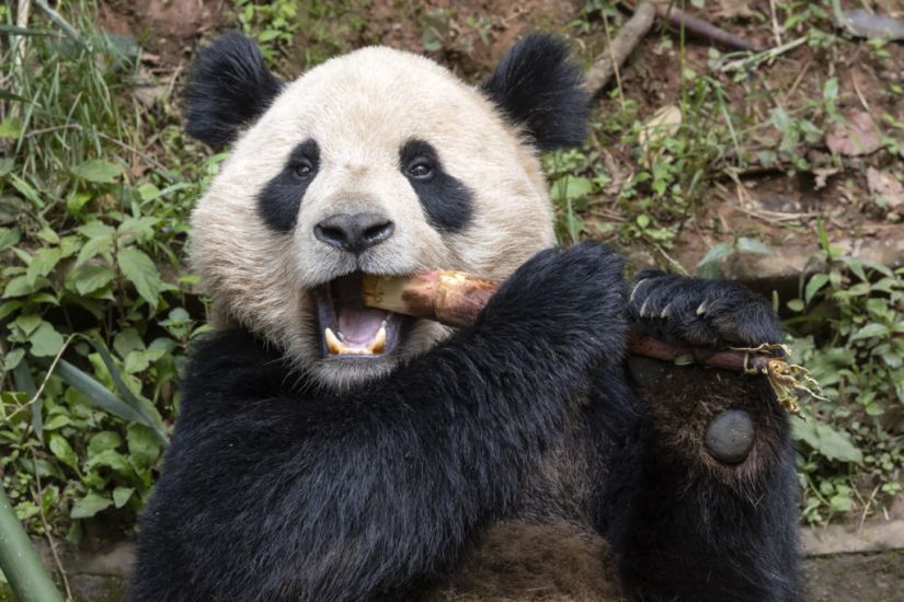 Pair Of Giant Pandas From China Acclimating To New Home At San Diego Zoo