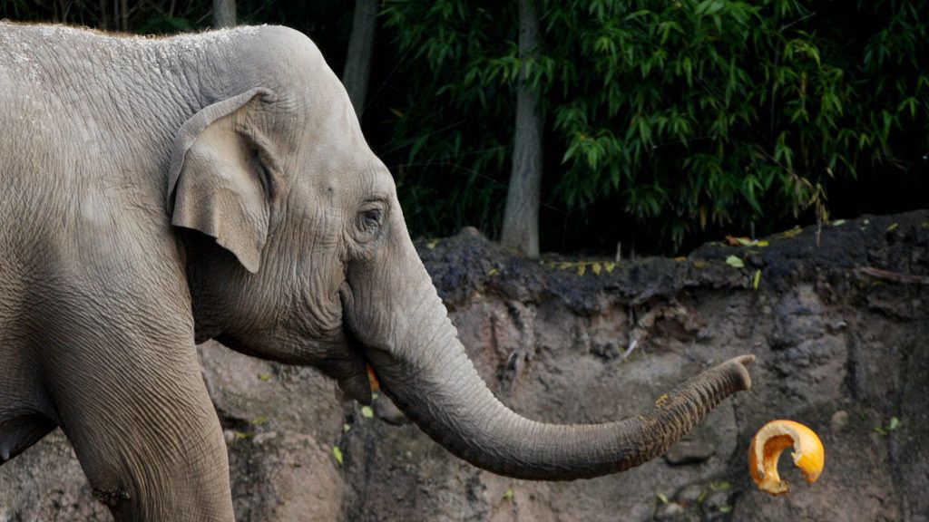 Third elephant at Dublin Zoo tests positive for deadly EEHV virus