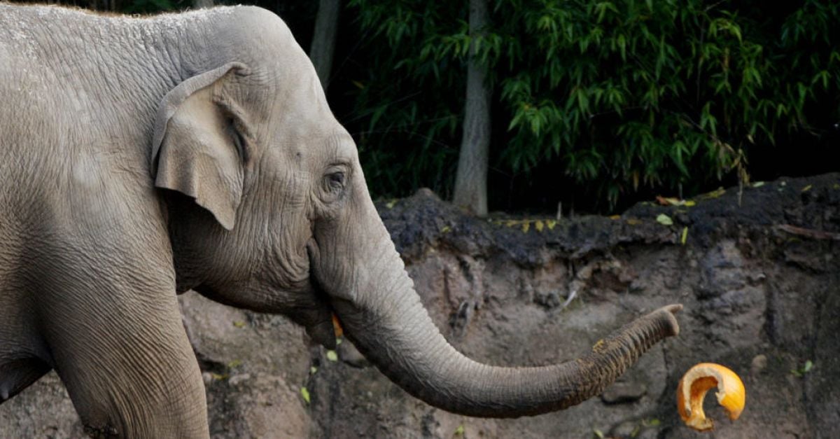 Third elephant at Dublin Zoo tests positive for deadly EEHV virus | BreakingNews.ie