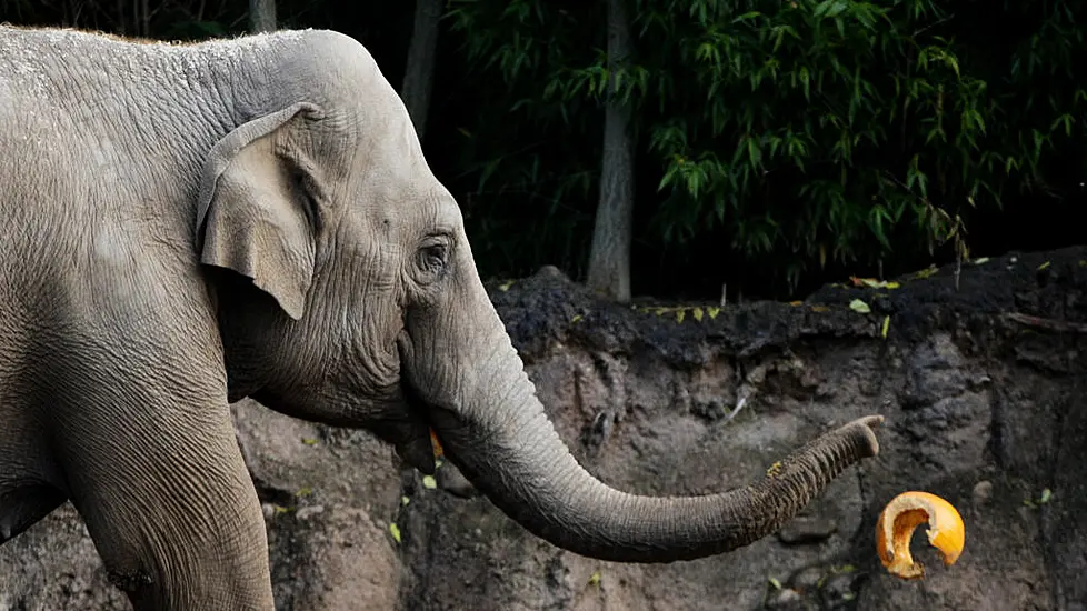 Third Elephant At Dublin Zoo Tests Positive For Deadly Eehv Virus