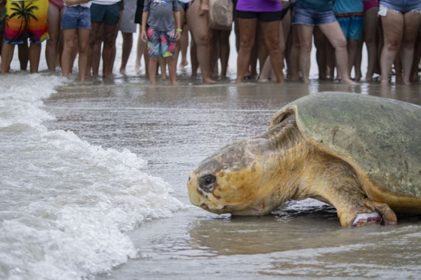 Loggerhead Sea Turtle Returns To Atlantic Ocean After Rehabilitation In Florida