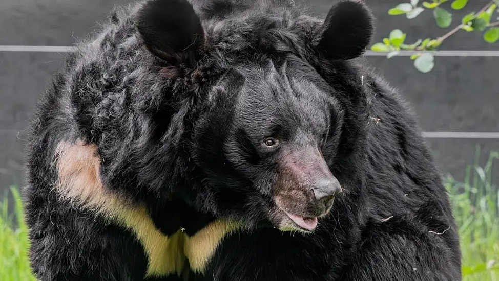 ‘Beloved’ Bear Rescued From War In Ukraine Dies In Scottish Zoo