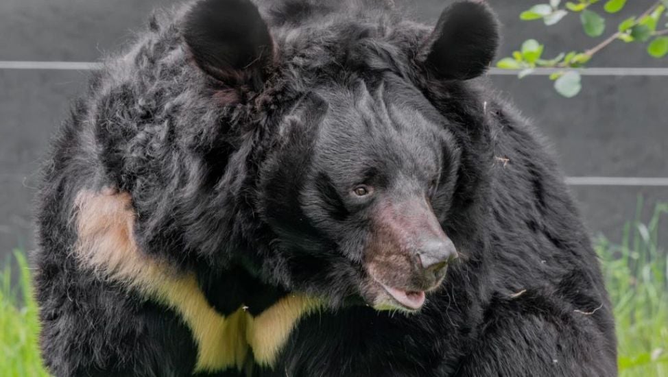 ‘Beloved’ Bear Rescued From War In Ukraine Dies In Scottish Zoo