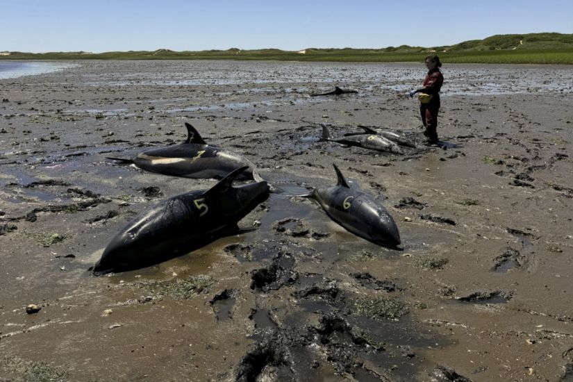 Mass Stranding Of Dolphins On Cape Cod Coastline Largest In Us History
