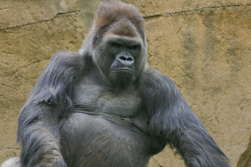 Winston, Beloved Gorilla At San Diego Zoo Safari Park, Dies Aged 52