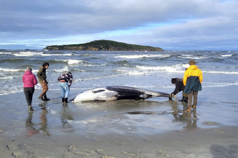 Rare Whale Found On Beach Could Provide Wealth Of Data For Experts