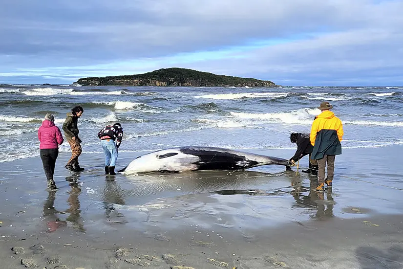 Rare Whale Found On Beach Could Provide Wealth Of Data For Experts