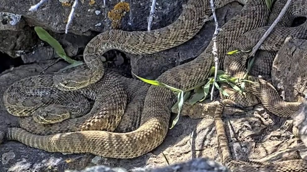 Webcam Monitors Hundreds Of Rattlesnakes At Colorado ‘Mega Den’