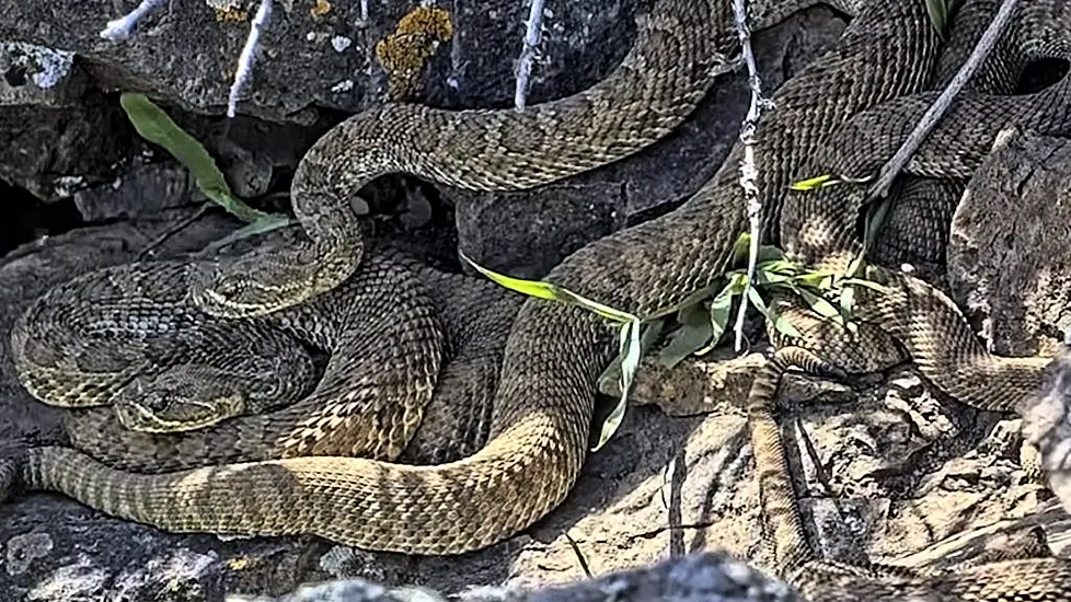 Webcam Monitors Hundreds Of Rattlesnakes At Colorado ‘Mega Den’