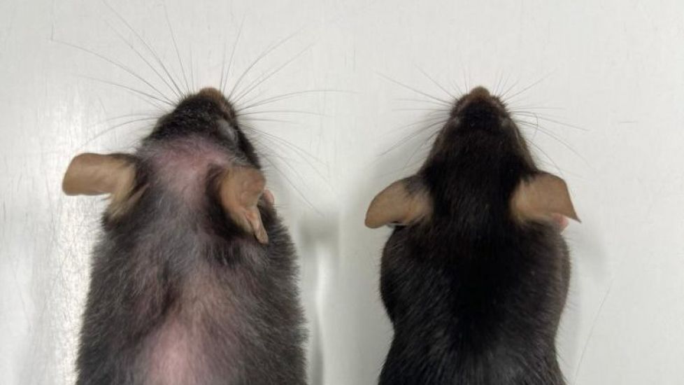 Drug Which Extends Life Of Mice Hints At Longer, Healthy Old Age For Humans