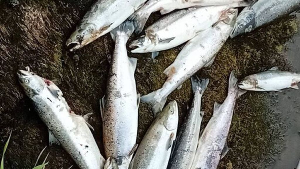 Investigation into deaths of 850 wild Atlantic salmon in Sligo river
