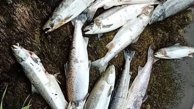 Investigation Into Deaths Of 850 Wild Atlantic Salmon In Sligo River