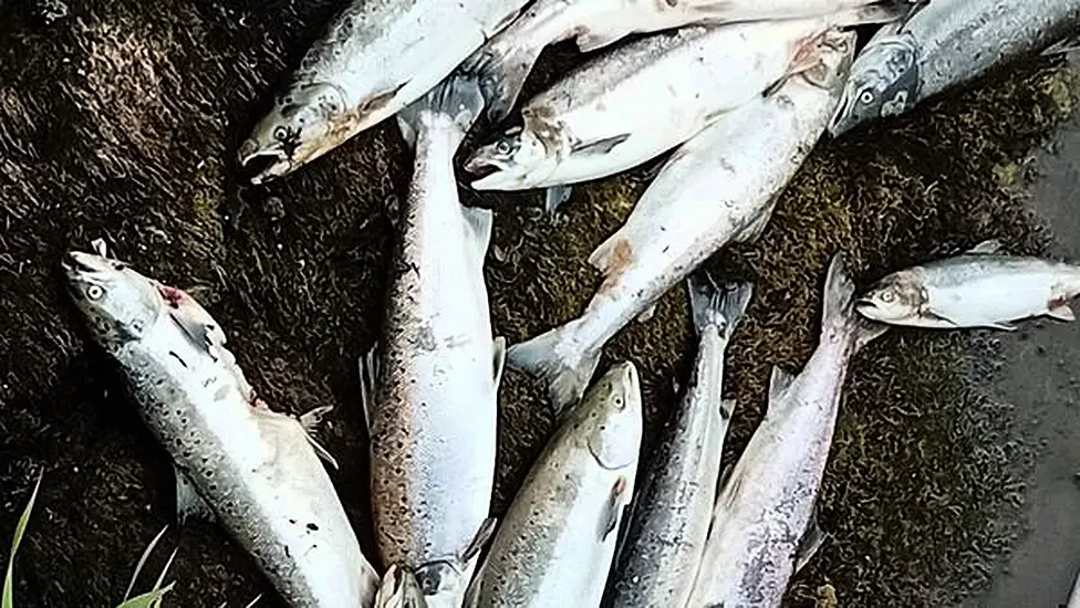 Investigation Into Deaths Of 850 Wild Atlantic Salmon In Sligo River