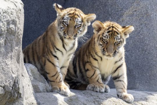 Amur Tiger Cubs Have Their First Public Outing At Germany’s Cologne Zoo