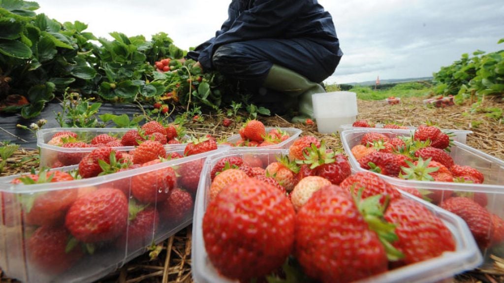 Woman who got ‘repetitive pain’ from planting strawberries awarded almost €40,000