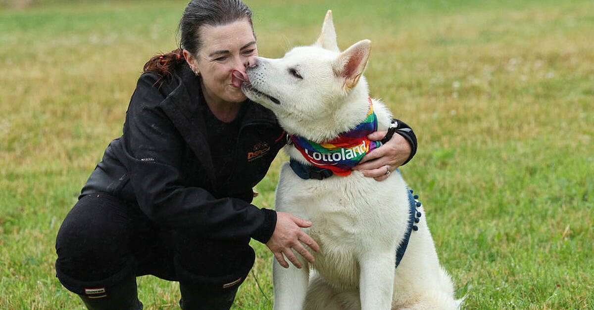 DSPCA reports surge in multiple breeds of teenage dogs being surrendered