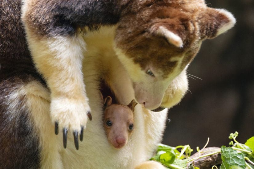 Baby Tree Kangaroo Peeks Out Of Mother’s Pouch At Bronx Zoo