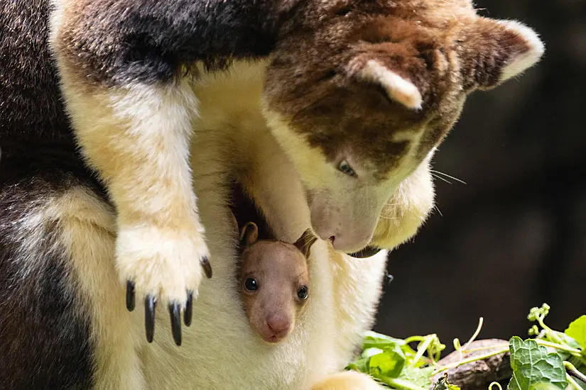 Baby Tree Kangaroo Peeks Out Of Mother’s Pouch At Bronx Zoo