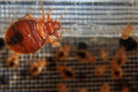 Travelling Olympics Supporters Warned To Be Aware Of Bed Bugs