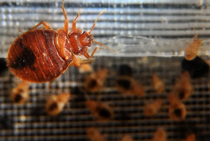 Supporters Travelling To Paris Olympics Warned Over Bed Bugs